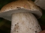Макросъемка - белые грибы