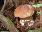 Макросъемка - белые грибы